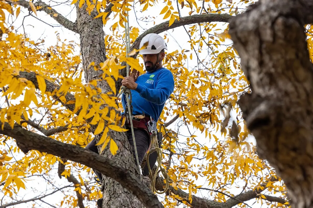 Skilled Emergency Tree Service crew working in Laton