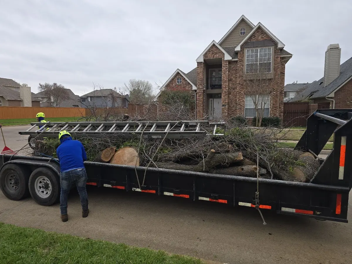 Expert Tree Fertilization with proper safety equipment in Laton